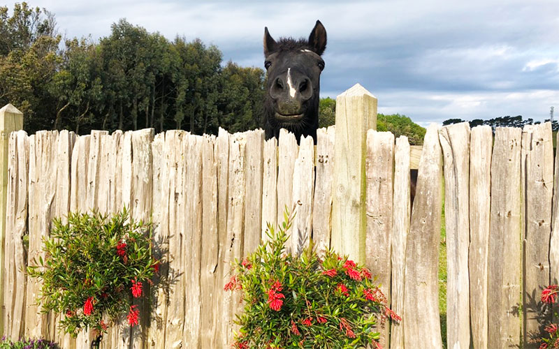 curious-horse Pet Minding Services