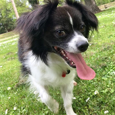 happy-sashi Home Boarding
