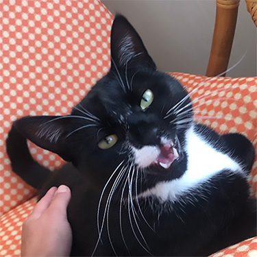 kitty Pet Minding